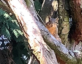 squirrel in cedar tree