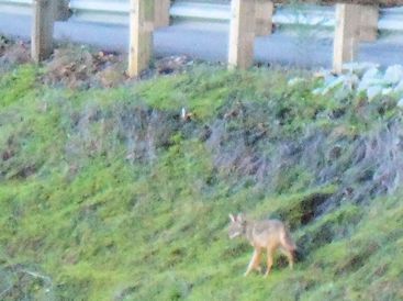 Cynthia Sue Larson's coyote friend