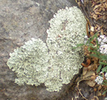Heart-Shaped Lichen