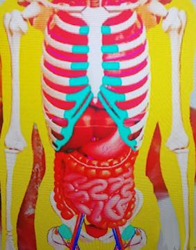 Physiology anatomy of small intestines