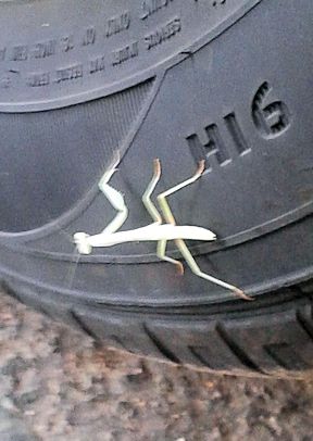 praying mantis