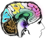 Brain
